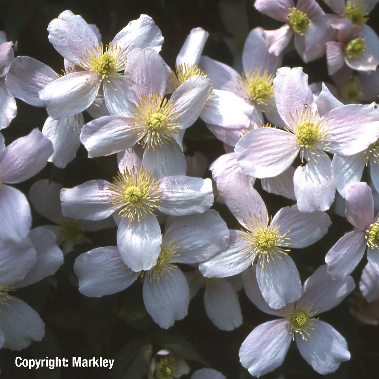 Clematis montana 'Rubens'