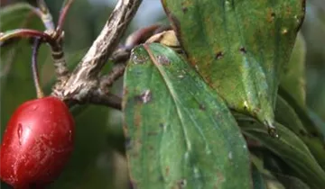 Zum Vergrößern klicken Bildvorschau