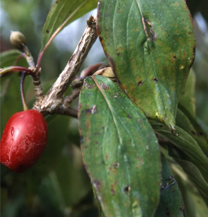 Kornelkirsche 'Jolico' Kornelkirsche 'Jolico'
