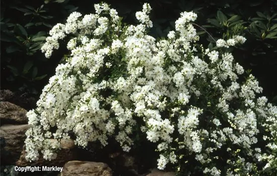 Exochorda macrantha 'The Bride'