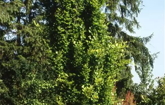 Fagus sylvatica 'Dawyck'