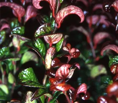 Leucothoe axillaris 'Curly Red' -R-