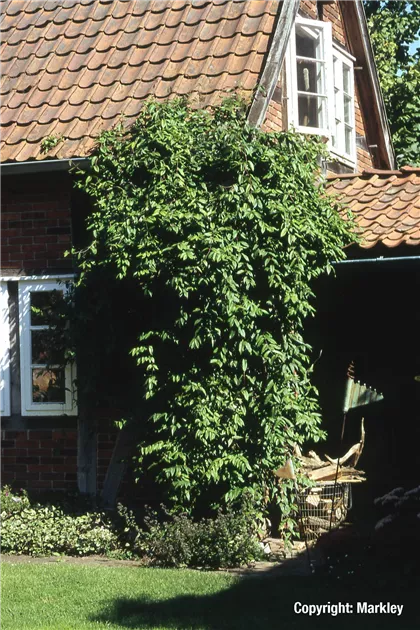 Lonicera henryi, Immergrne Geischlinge - GartenBaumschule Becker