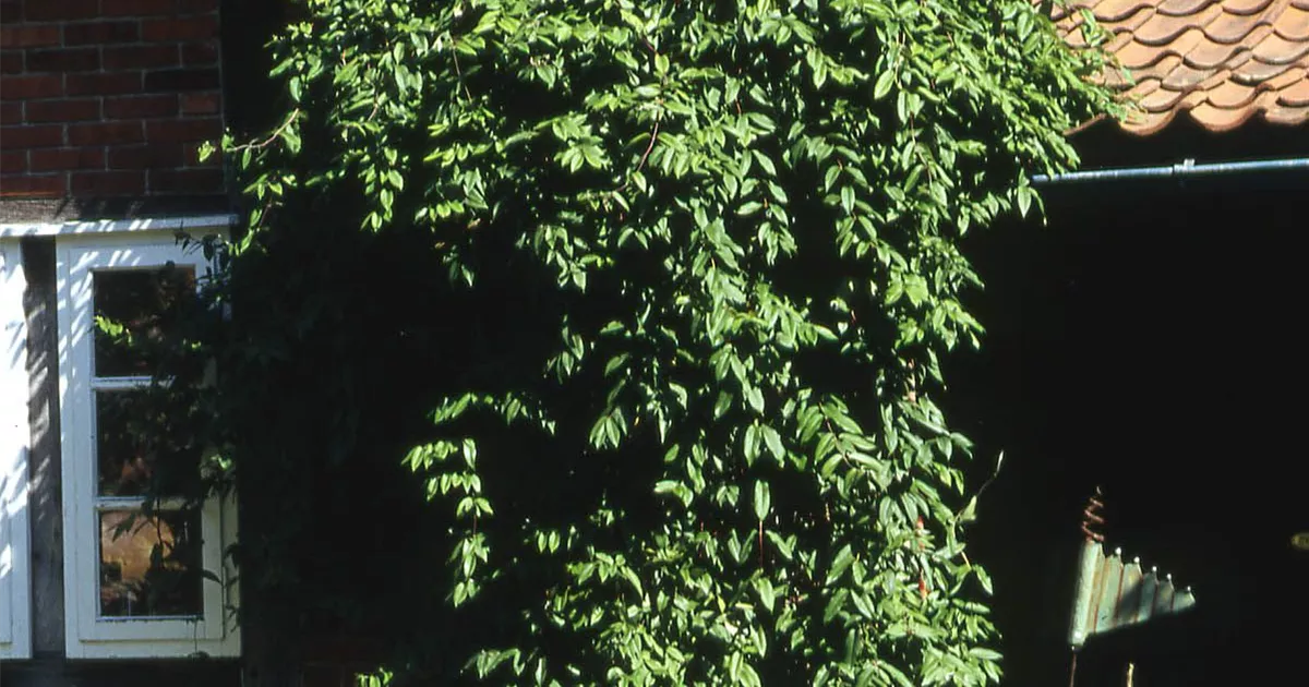 photinia x fraseri red robin Buy Photinia x Fraseri Red Robin 140-160cm main image 0