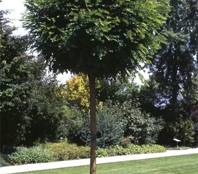 Robinia pseudoac.'Umbraculifera'