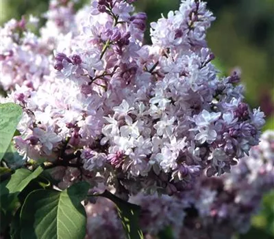 Syringa vulg.'Michel Buchner'