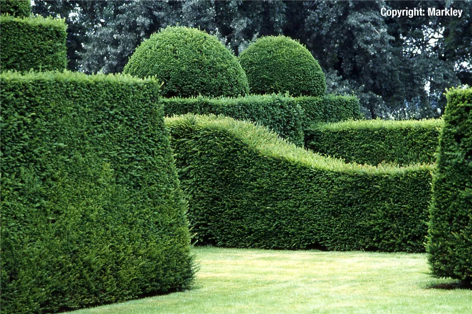 Taxus baccata, Heimische Eibe - GartenBaumschule Becker