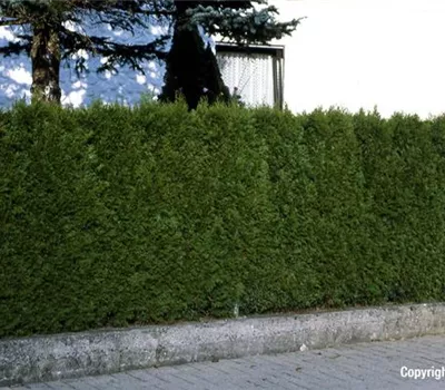 Thuja occidentalis 'Smaragd'