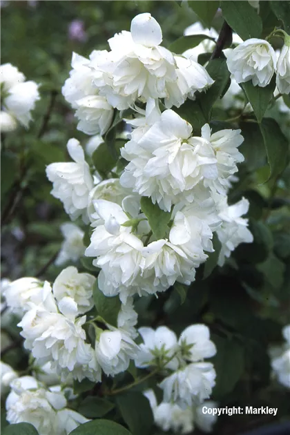 Philadelphus 'Little White Love' – Gartenjasmin Für Garten