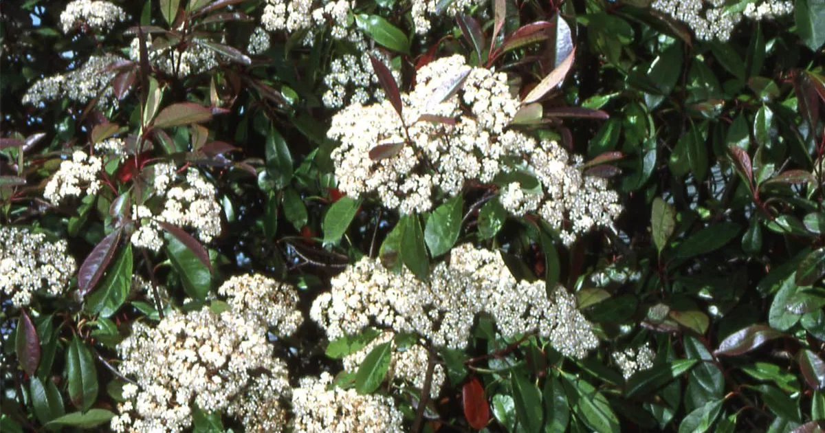 Photinia fraseri 'Red Robin', Glanzmispel 'Red Robin' - GartenBaumschule  Becker