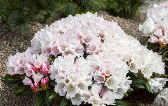 Rhododendron yak.'Edelweiß'