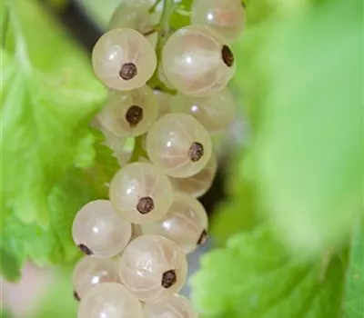 Ribes sativum 'Weiße Versailler' CAC
