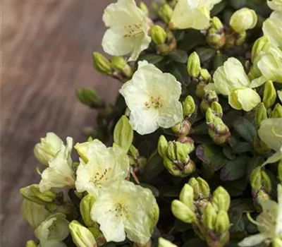 Rhododendron ludlowii 'Wren' Rhododendron ludlowii 'Wren'