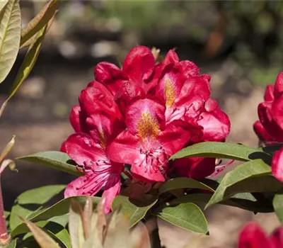 Rhododendron Hybr.'Junifeuer'