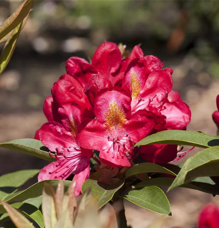 Rhododendron-Hybride 'Junifeuer'