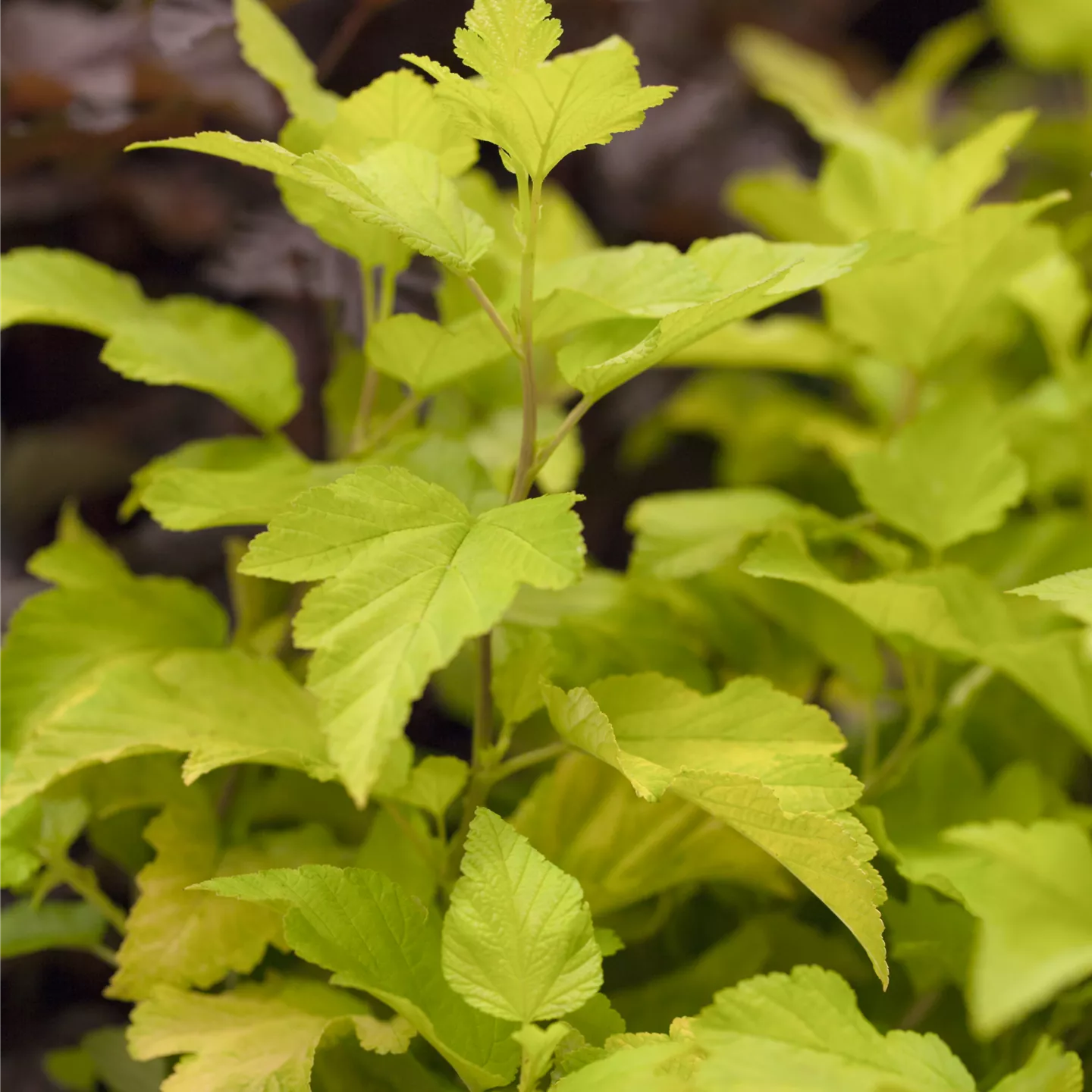 Physocarpus opulifolius 'Dart's Gold'