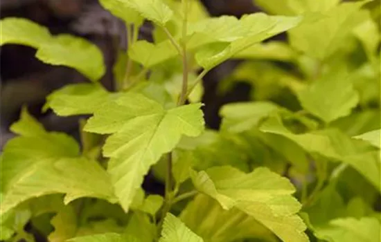 Physocarpus opulifolius 'Dart's Gold'
