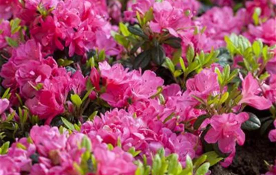 Rhododendron obt.'Kirstin'