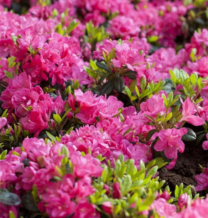 Japanische Azalee 'Kirstin'