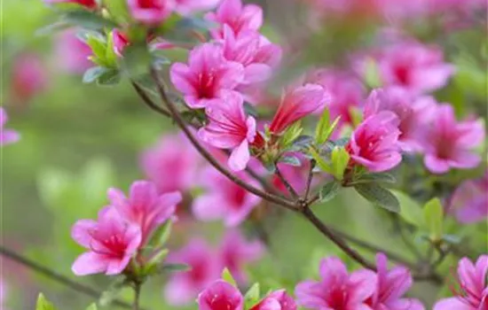 Rhododendron obt.'Silvester'