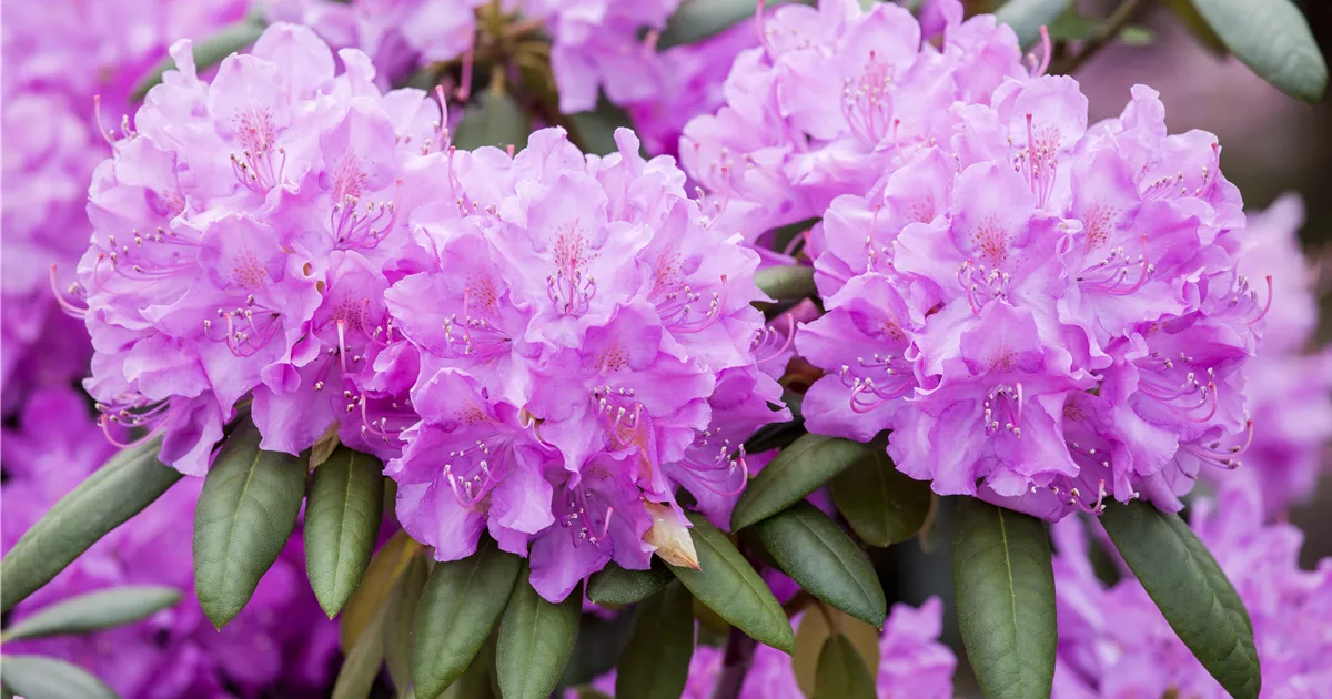 Rhododendron Hybr.'Roseum Elegans', Rhododendron-Hybride 'Roseum Elegans' -  GartenBaumschule Becker