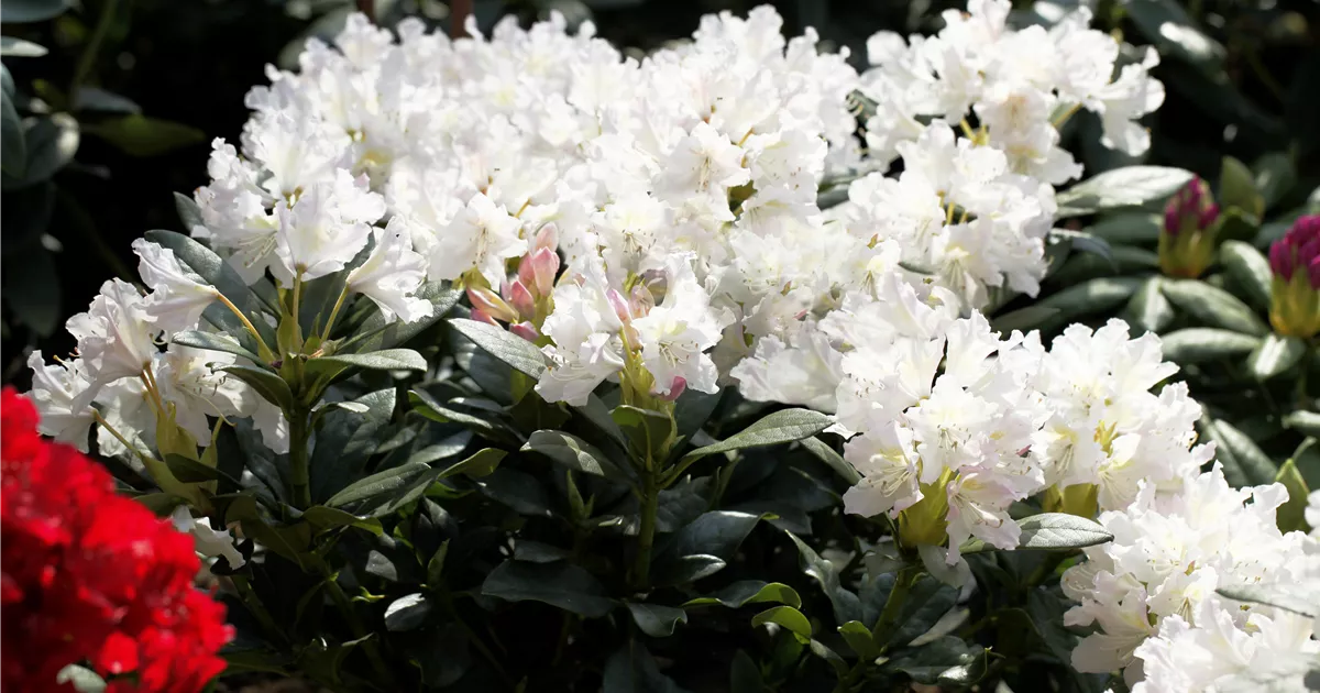 rhododendron dauerblher Rhododendron 'Blewbury' Wei-Rot kaufen