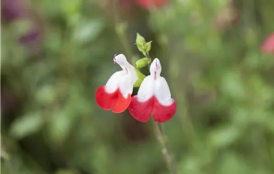 Salvia greggii 'Hot Lips'