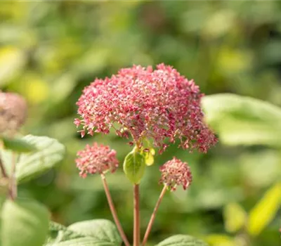 Hydrangea arbor.'Pink Annabelle' -R-