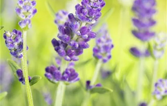 Lavandula x intermedia 'Essence Purple'