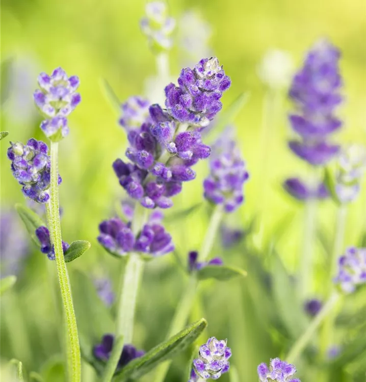 Provence-Lavendel
