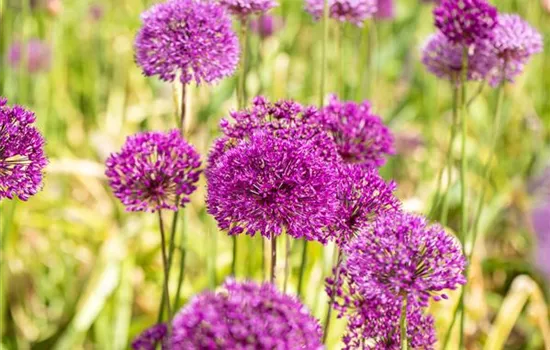 Allium aflatunense 'Purple Sensation'