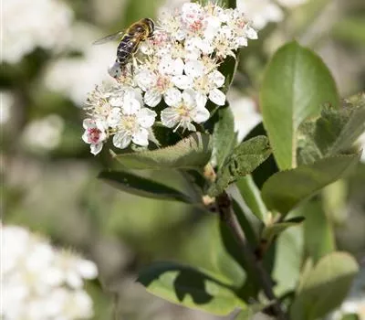 Aronia prunifolia 'Nero'