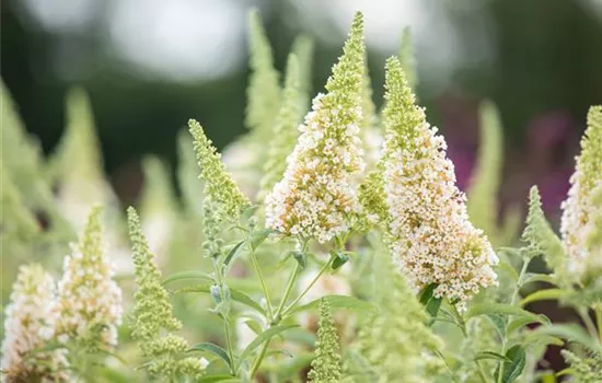 Buddleja davidii 'Buzz Ivory' -R-