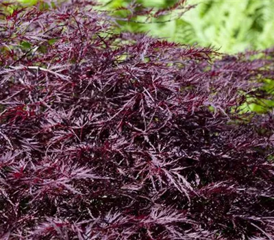 Acer palmatum 'Firecracker' -R- Acer palmatum 'Firecracker' -R-