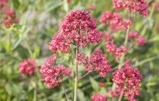 Centranthus ruber 'Coccineus'