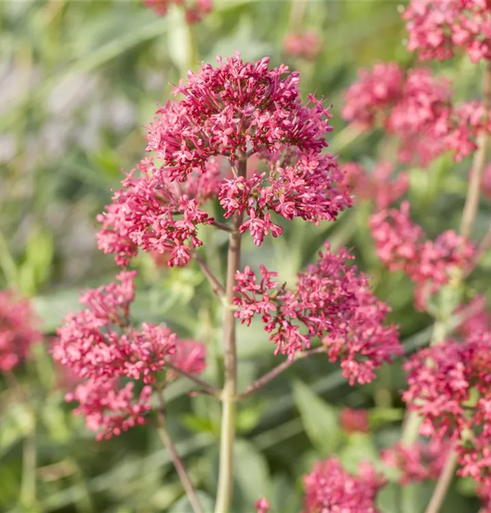 Rotblühende Spornblume