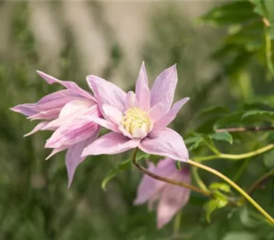 Clematis 'Multi Pink'