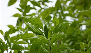 Zum Vergrößern klicken Bildvorschau