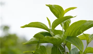 Zum Vergrößern klicken Bildvorschau