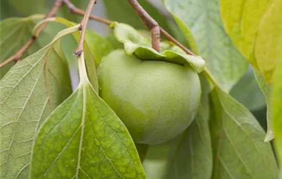 Diospyros kaki