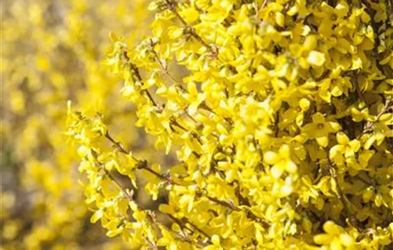 Forsythia intermedia 'Week-End' -R-