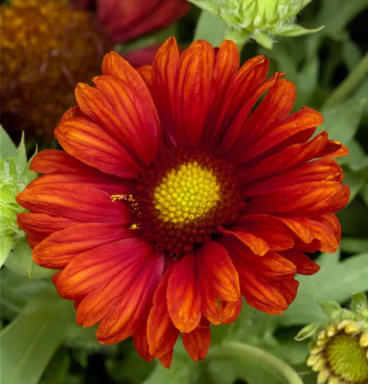 Großblumige Kokardenblume