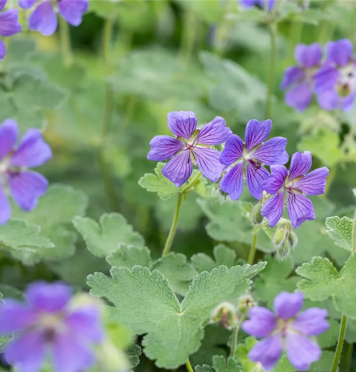 Kaukasus-Storchschnabel