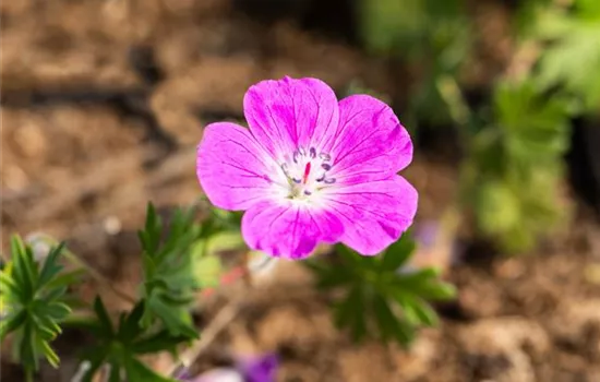 Geranium sanguineum 'Elsbeth'