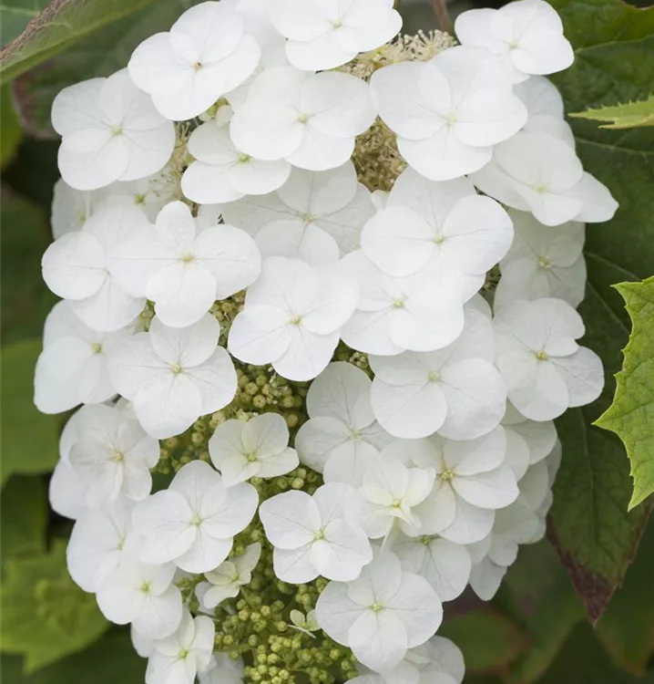 Eichenblättr.Hortensie 'Snowflake'