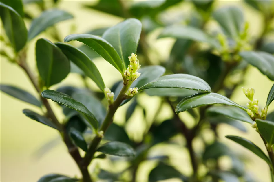 Ilex crenata 'Dark Green' -R-, Lffel-Ilex 'Dark Green' -R- -  GartenBaumschule Becker