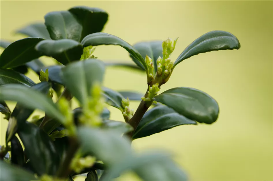 Ilex crenata 'Dark Green' -R-, Lffel-Ilex 'Dark Green' -R- -  GartenBaumschule Becker