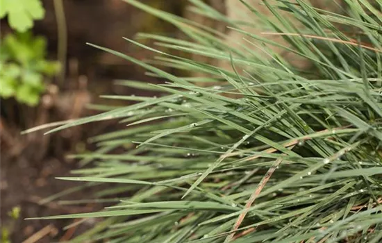 Koeleria glauca