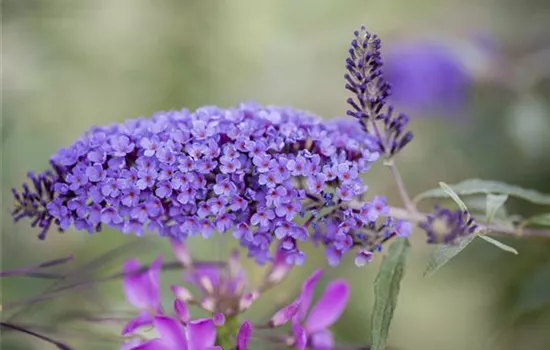 Buddleja davidii 'Ile de France'