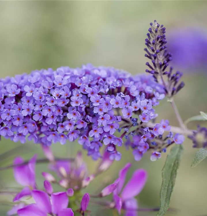 Sommerflieder 'Ile de France'